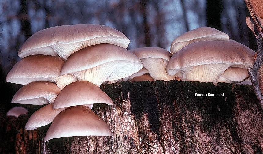 pleurotus ostreatus
